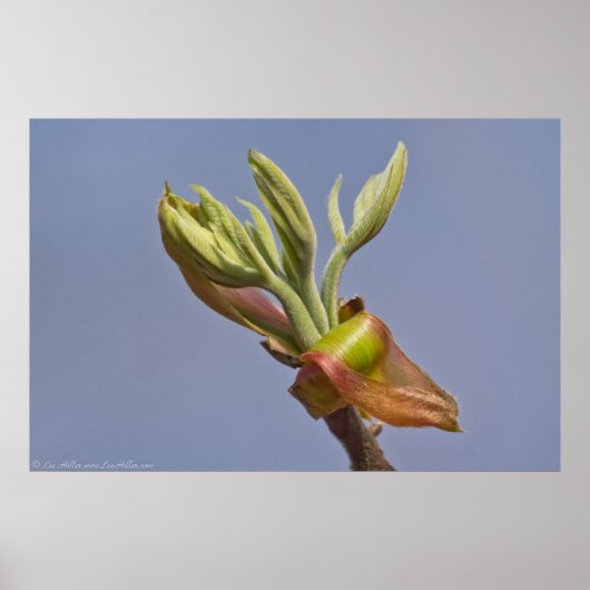 "Reaching" Spring Blätter Entfesselung Poster (Vorne)