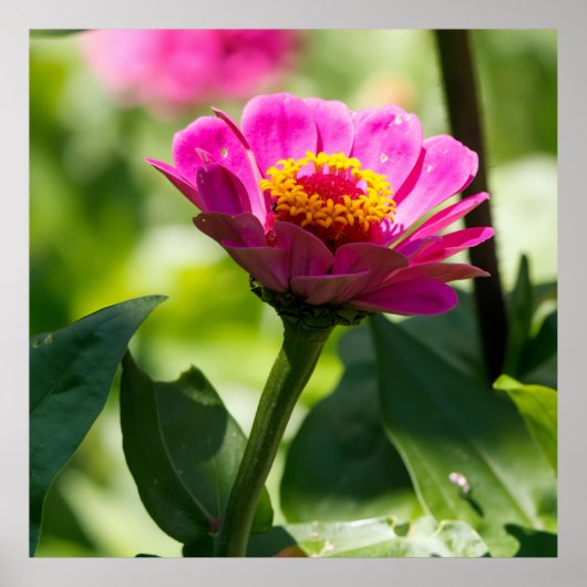 Ready to Bloom Poster (Vorne)