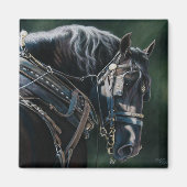 Ready & Willing Black Percheron Entwurf Pferd Magnet (Vorne)