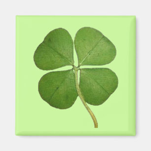 Real 4 Leaf Cloud Kleeblatt Magnet