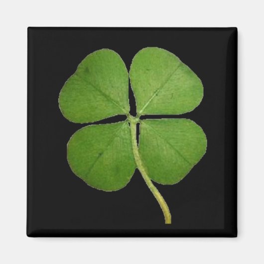 Real 4 Leaf Clover Kleeblatt Black Magnet (Vorne)