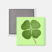 Real 4 Leaf Clover Kleeblatt Magnet (Vorderseite/Rückseite)