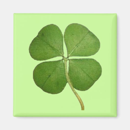 Real 4 Leaf Clover Kleeblatt Magnet (Vorne)