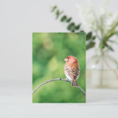 Real Foto House Finch Nature Bird Postkarte (Stehend Vorderseite)