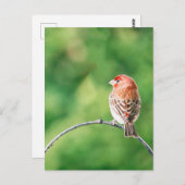 Real Foto House Finch Nature Bird Postkarte (Vorne/Hinten)
