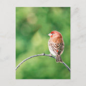 Real Foto House Finch Nature Bird Postkarte (Vorderseite)