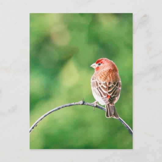 Real Foto House Finch Nature Bird Postkarte (Vorderseite)