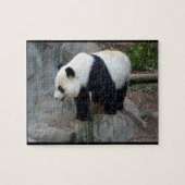 Real Foto Panda Bear Jigsaw Puzzle (Horizontal)