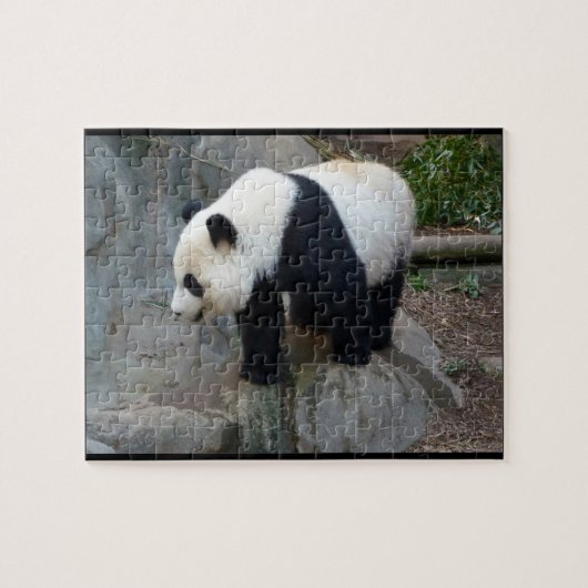 Real Foto Panda Bear Jigsaw Puzzle (Horizontal)