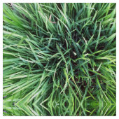 Real Grass Muster in Shades von Vivid Green Stoff (Nahaufnahme)