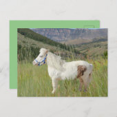 Real Miniatur Pferd in den Bergen wünscht Postkarte (Vorne/Hinten)