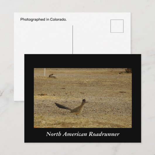 Real Roadrunner Postkarte (Vorne/Hinten)