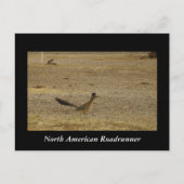 Real Roadrunner Postkarte (Vorderseite)