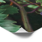 Realistic Grape Vine with Leaves – Fine Art Poster (Ecke)