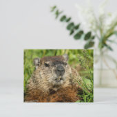 Realistic Groundhog Close Up Nature Wildlife Photo Postkarte (Stehend Vorderseite)