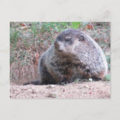 Realistic Groundhog Sitting By Burrow Nature Photo Postkarte (Vorderseite)