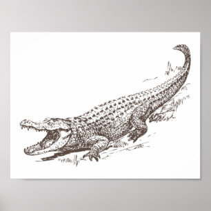 Realistische Alligator-Illustration Poster
