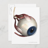 Realistische Darstellung der Augenmuskeln Postkarte (Vorne/Hinten)