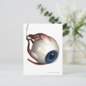 Realistische Darstellung der Augenmuskeln Postkarte (Stehend Vorderseite)