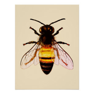 Realistische Honey Bee Art Illustration Poster
