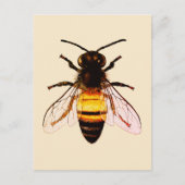 Realistische Honey Bee Art Illustration Postkarte (Vorderseite)