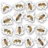 Realistische Honigbienen in Lebensgröße transparen Aufkleber (Vorderseite)