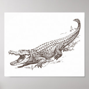 Realistische Illustration des Alligators Poster
