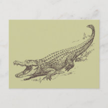 Realistische Illustration des Alligators