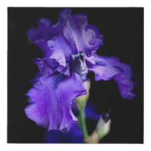 Realistische Iris-Leinwand