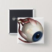 Realistische Wiedergabe der Muskeln des Auges Button (Vorne & Hinten)