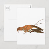Realistischer Crayfish/Crawdad Postkarte (Vorne/Hinten)