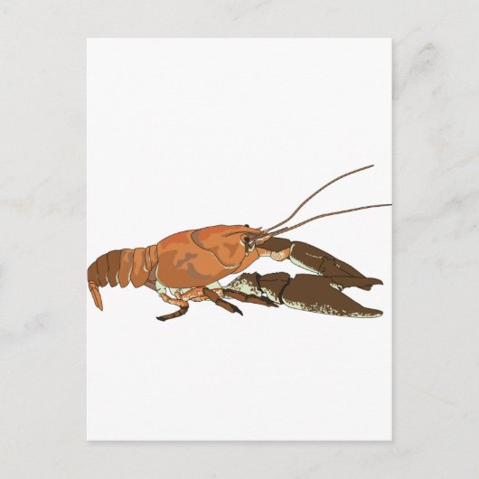 Realistischer Crayfish/Crawdad Postkarte (Vorderseite)