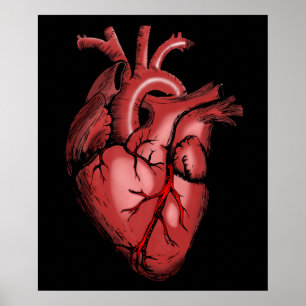 Realistisches Anatomisches Heart Image Poster
