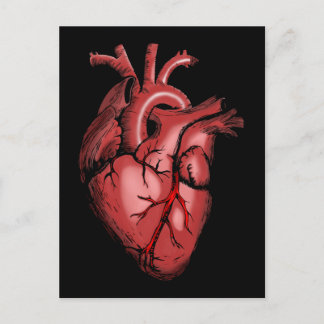 Realistisches Anatomisches Herzbild Postkarte