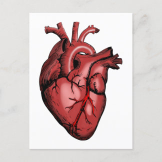 Realistisches Anatomisches Herzbild Postkarte