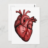 Realistisches Anatomisches Herzbild Postkarte (Vorne/Hinten)