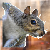 Realistisches Eichhörnchenklammern Fensteraufkleber (Blatt 2)