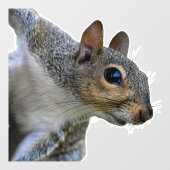 Realistisches Eichhörnchenklammern Fensteraufkleber (Blatt)