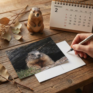Realistisches Natur-Murmeltier, das aus einer fels Postkarte