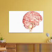 Realitische Darstellung des menschlichen Gehirns Leinwanddruck (Insitu (Wohnzimmer))