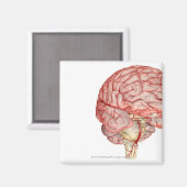 Realitische Darstellung des menschlichen Gehirns Magnet (Vorderseite/Rückseite)