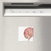 Realitische Darstellung des menschlichen Gehirns Magnet (In Situ (Geschirrspüler))