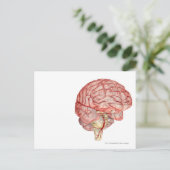Realitische Darstellung des menschlichen Gehirns Postkarte (Stehend Vorderseite)