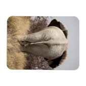 Rear view of elephant magnet (Horizontal)