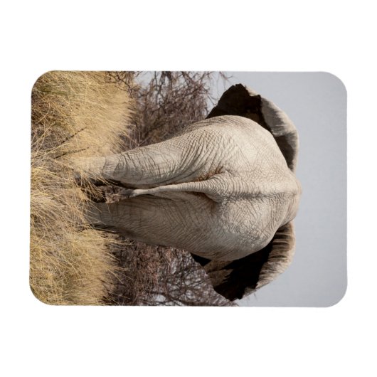 Rear view of elephant magnet (Horizontal)