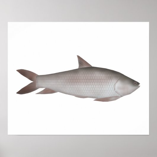 Reba Carp Poster (Vorne)