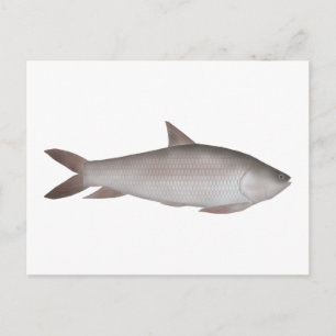 Reba Carp Postkarte
