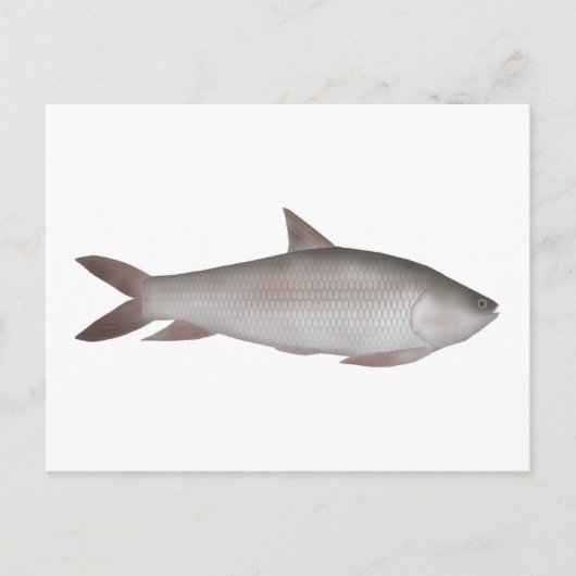 Reba Carp Postkarte (Vorderseite)
