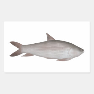 Reba Carp Rechteckiger Aufkleber