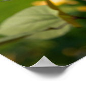 Rebe am Spalier Poster (Ecke)